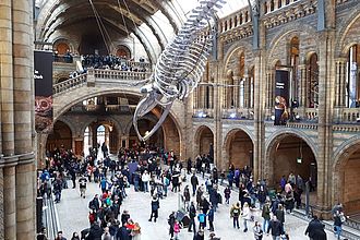 Das Natural History Museum London. © HTW Berlin / Tobias Nettke